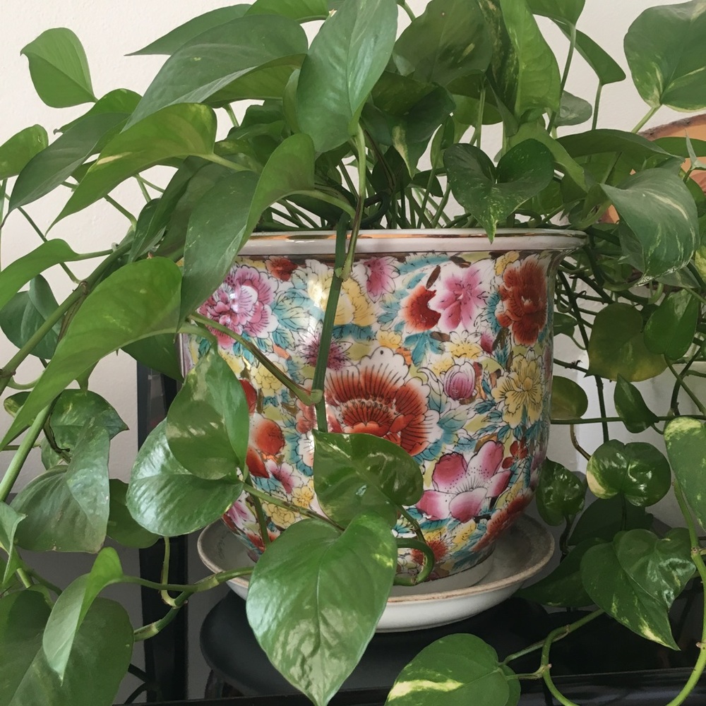 Meet your Posher, Lili